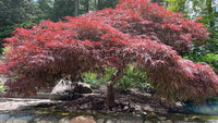 Shirasawa's Maple Yasemin (Acer shirasawanum)