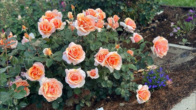Rose Just Joey (Rosa) - Ladybird Nursery