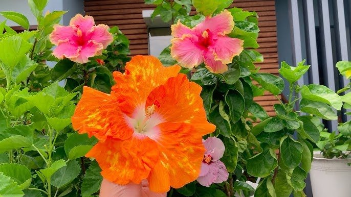 Hibiscus Hollys Pride (Hibiscus rosa - sinensis) - Ladybird Nursery