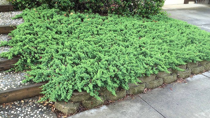 Shore Juniper (Juniperus conferta) - Ladybird Nursery