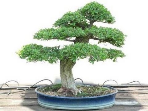 Japanese Elm Bonsai Starter (Zelkova serrata) - Ladybird Nursery