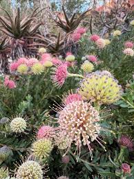 Leucospermum heterophyllum 'Hullabaloo' - Ladybird Nursery