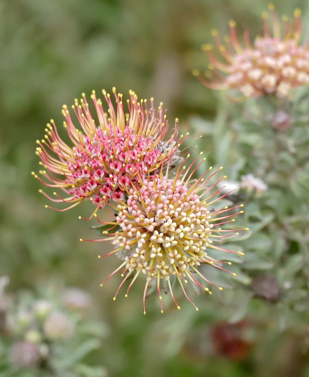 Leucospermum heterophyllum 'Hullabaloo' - Ladybird Nursery