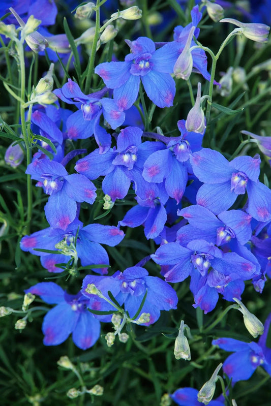 Hunky Dory Blue (Delphinium grandiflorum) - Ladybird Nursery