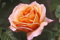 Rose Joyfulness (Rosa) - Ladybird Nursery