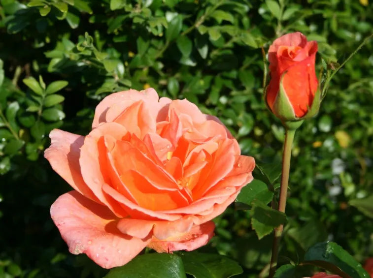 Rose Brandy Hybrid Tea (Rosa)