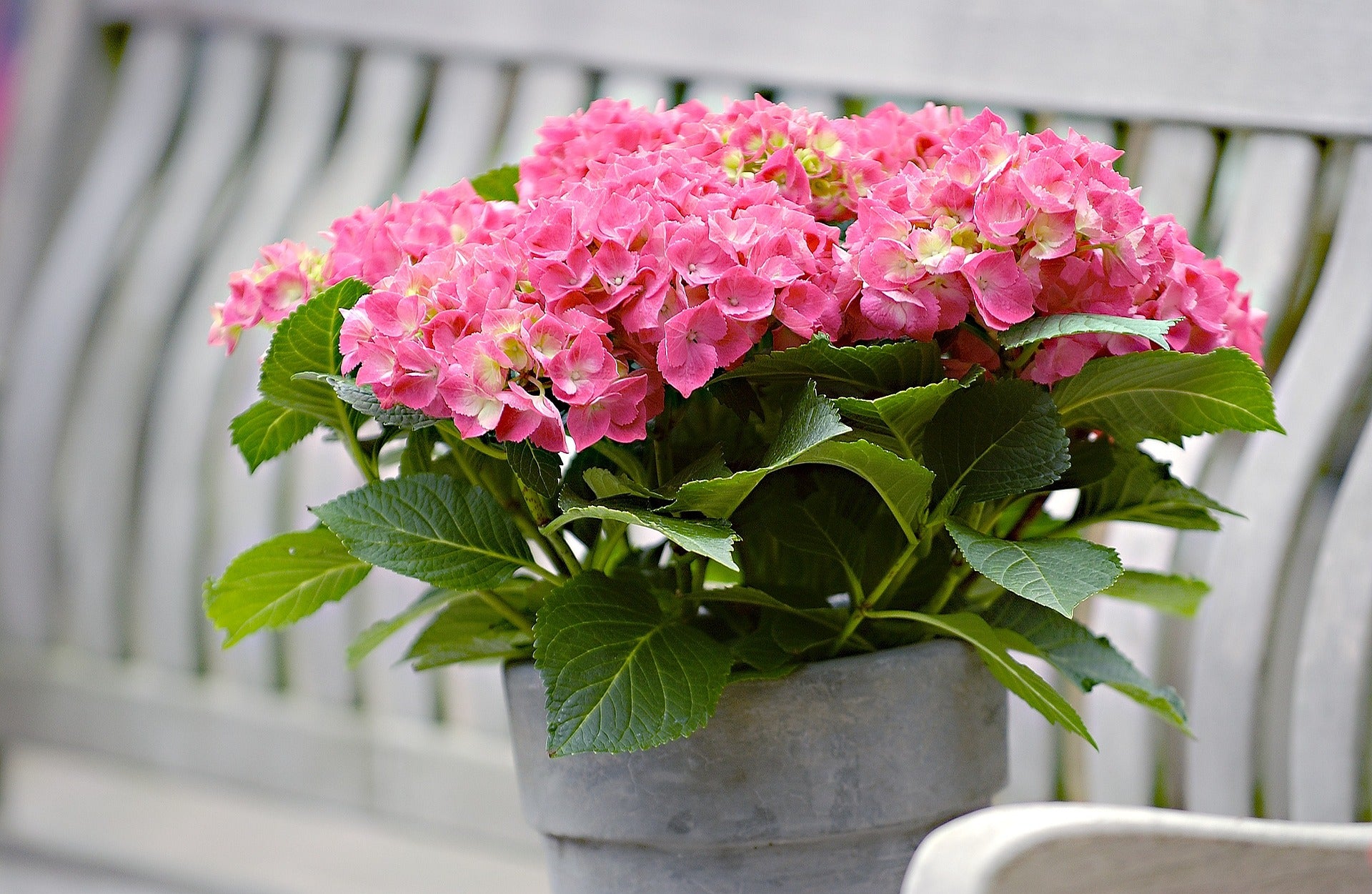 Bigleaf Hydrangea Pink (Hydrangea macrophylla)