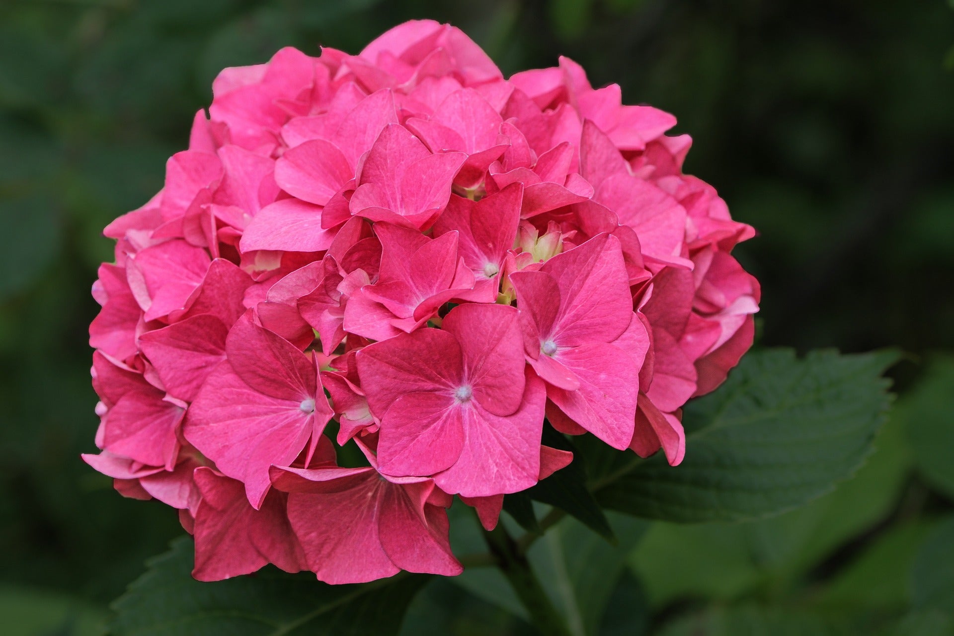 Bigleaf Hydrangea Messalina (Hydrangea macrophylla)