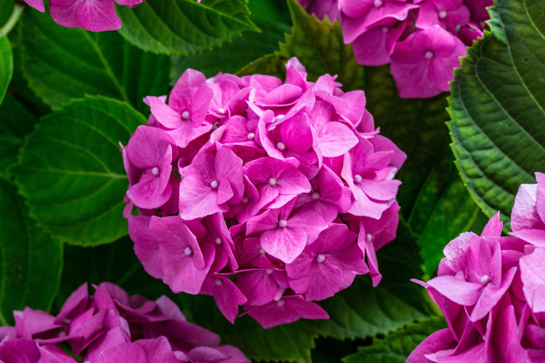 Bigleaf Hydrangea Messalina (Hydrangea macrophylla) - Ladybird Nursery