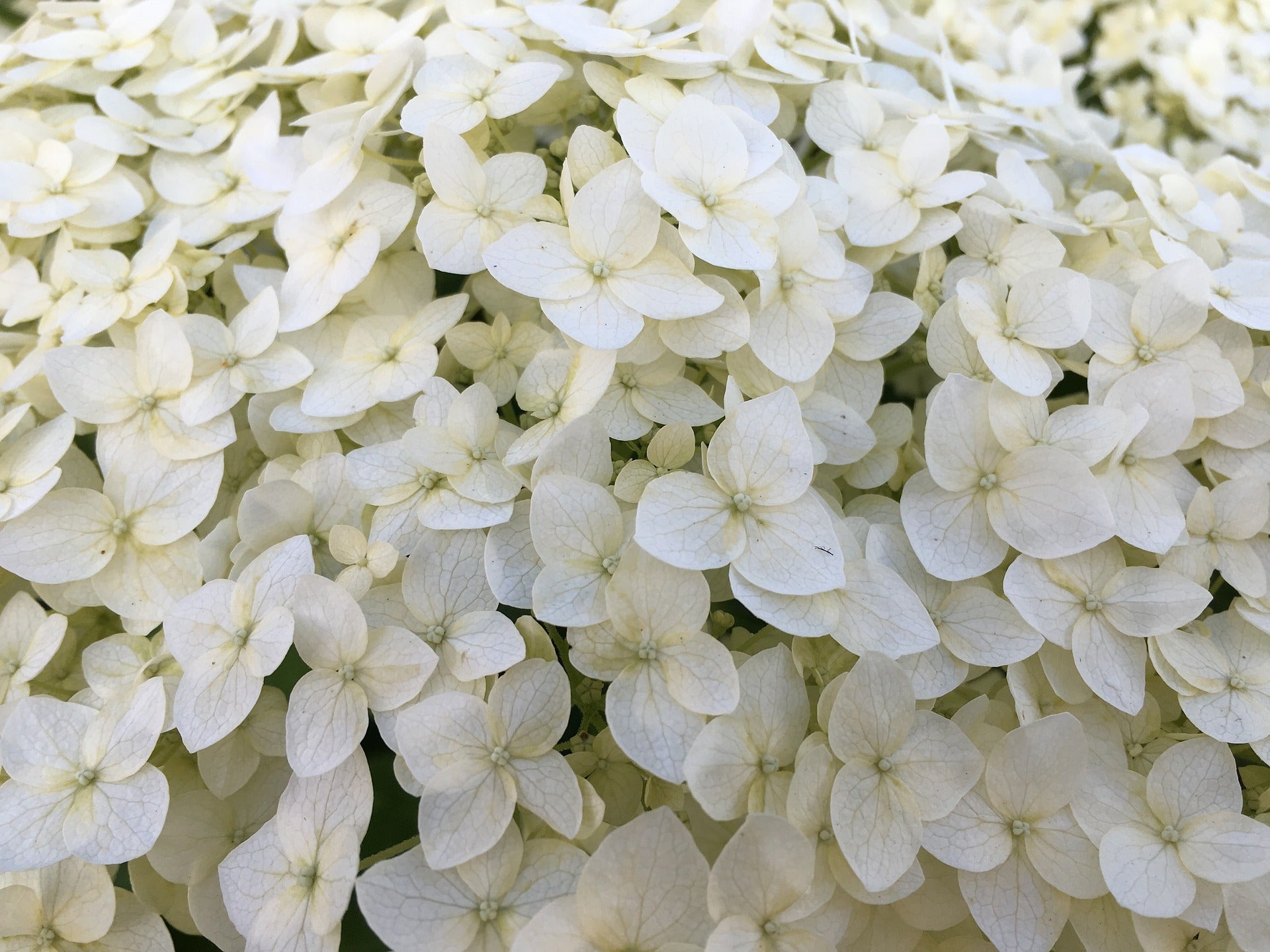 Bigleaf Hydrangea White (Hydrangea macrophylla)