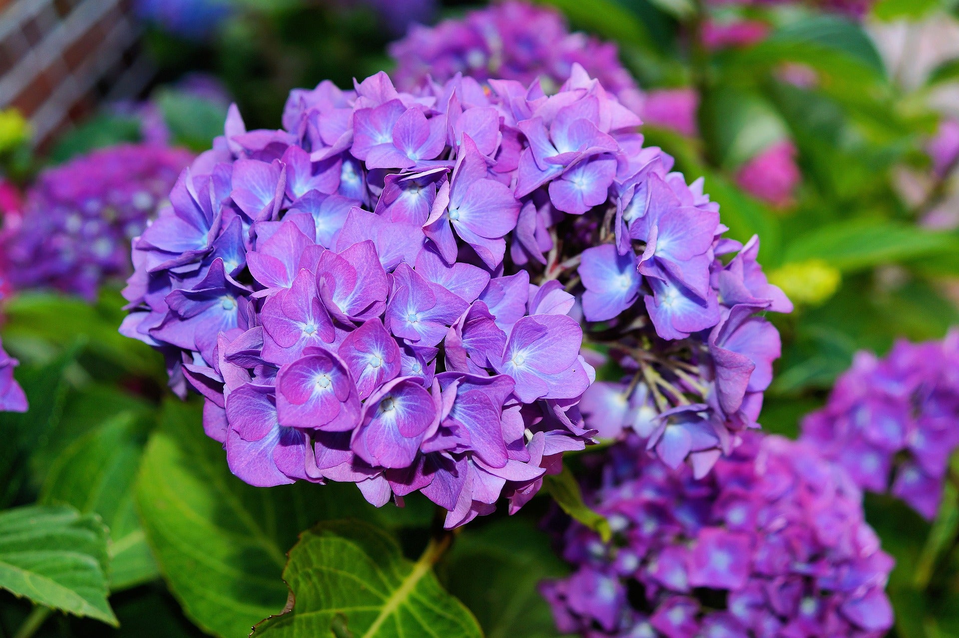 Bigleaf Hydrangea (Hydrangea macrophylla) - Ladybird Nursery