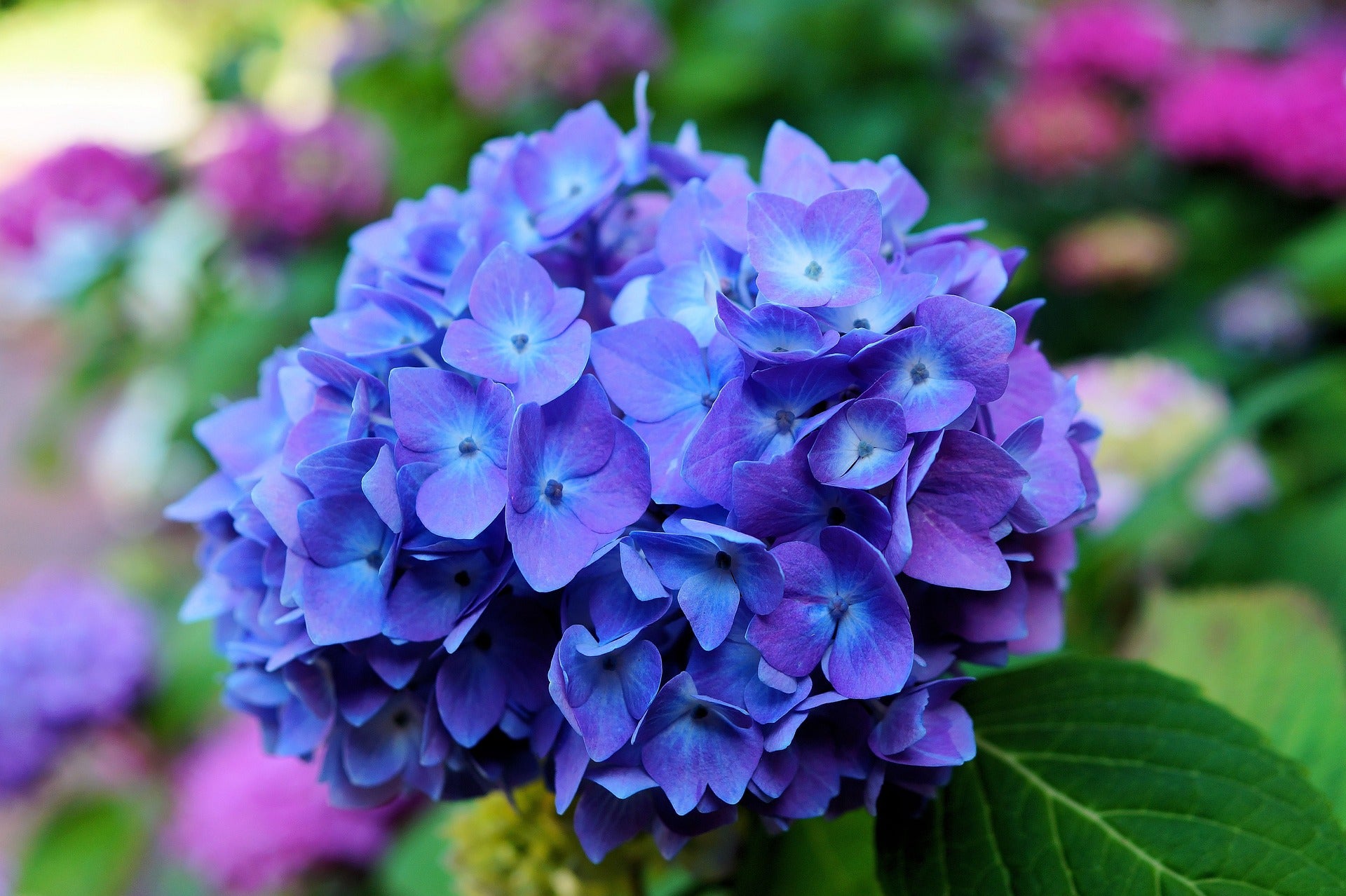 Bigleaf Hydrangea Messalina (Hydrangea macrophylla) - Ladybird Nursery