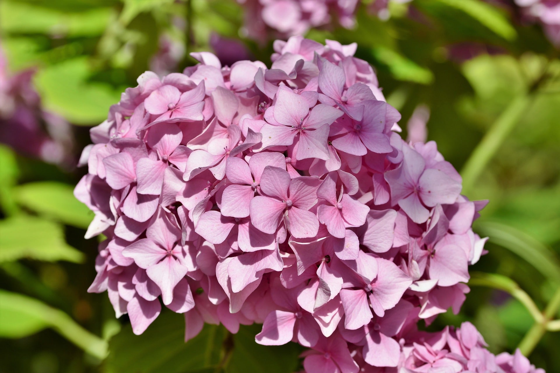 Bigleaf Hydrangea Pink (Hydrangea macrophylla)