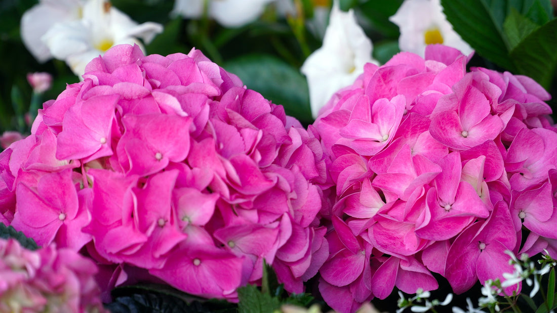 Bigleaf Hydrangea (Hydrangea macrophylla) - Ladybird Nursery