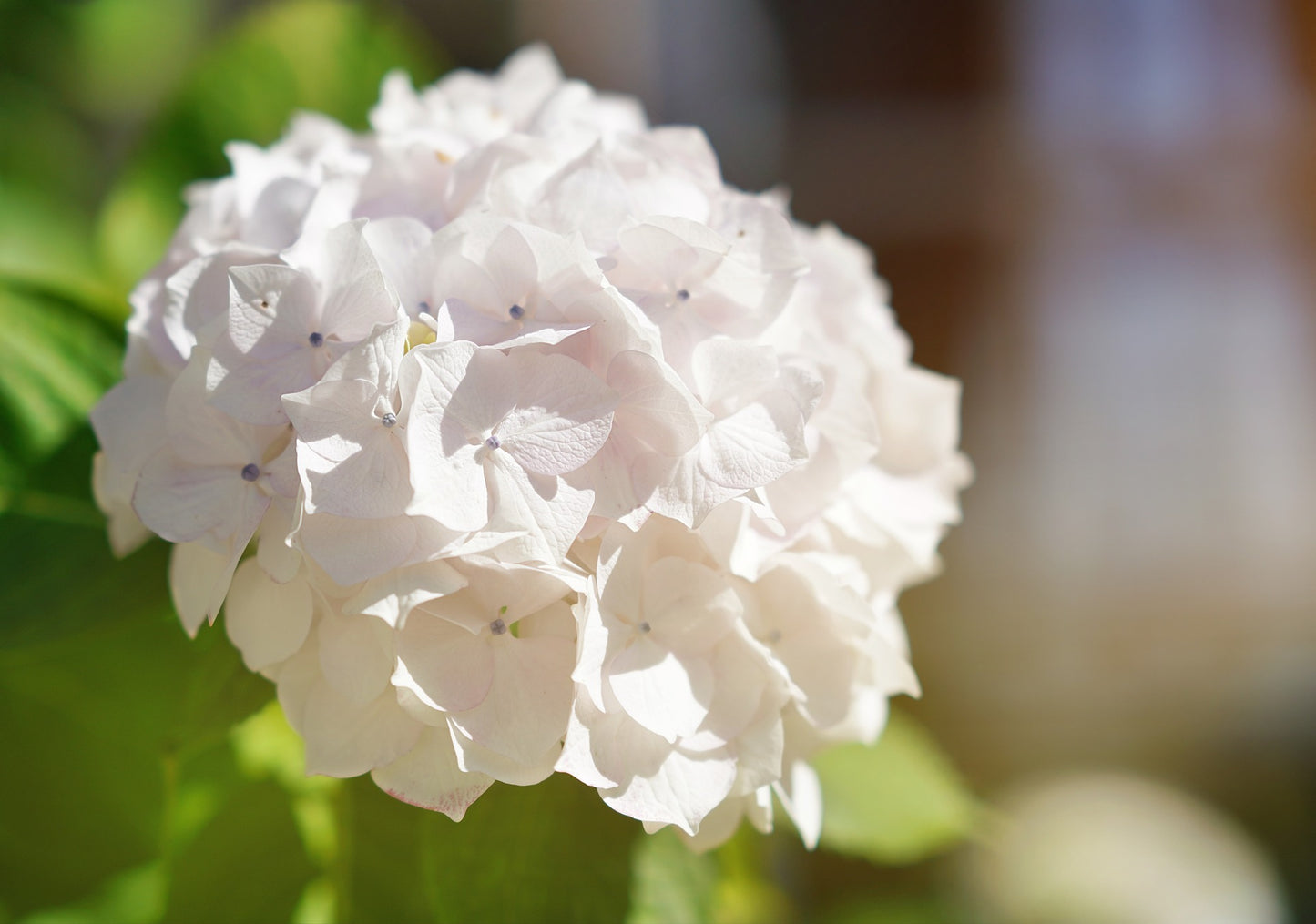 Bigleaf Hydrangea White (Hydrangea macrophylla)
