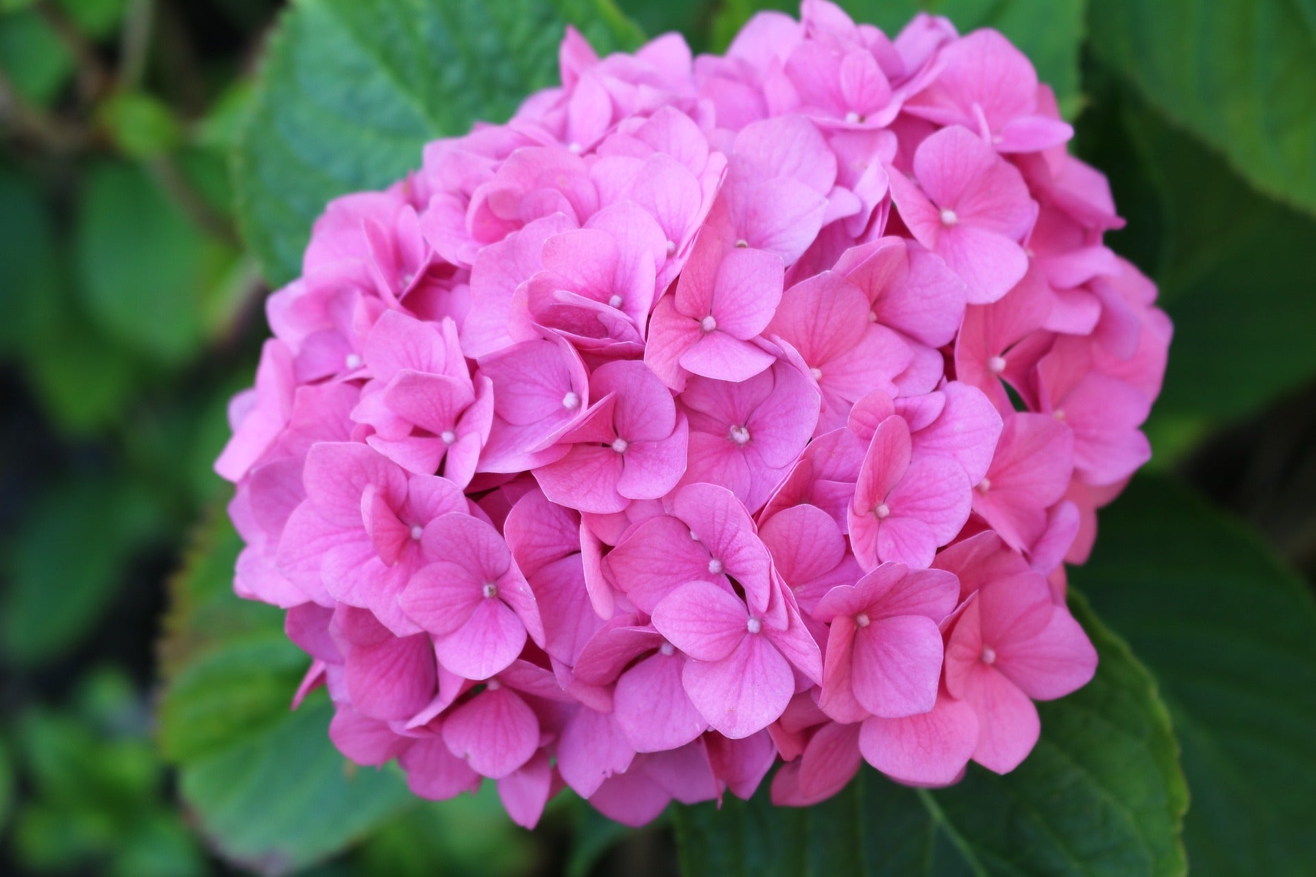 Bigleaf Hydrangea Pink (Hydrangea macrophylla) - Ladybird Nursery