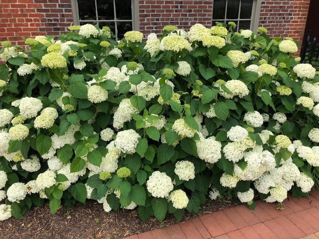 Smooth Hydrangea Annabelle (Hydrangea arborescens) - Ladybird Nursery