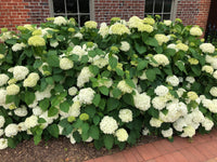 Smooth Hydrangea Annabelle (Hydrangea arborescens)