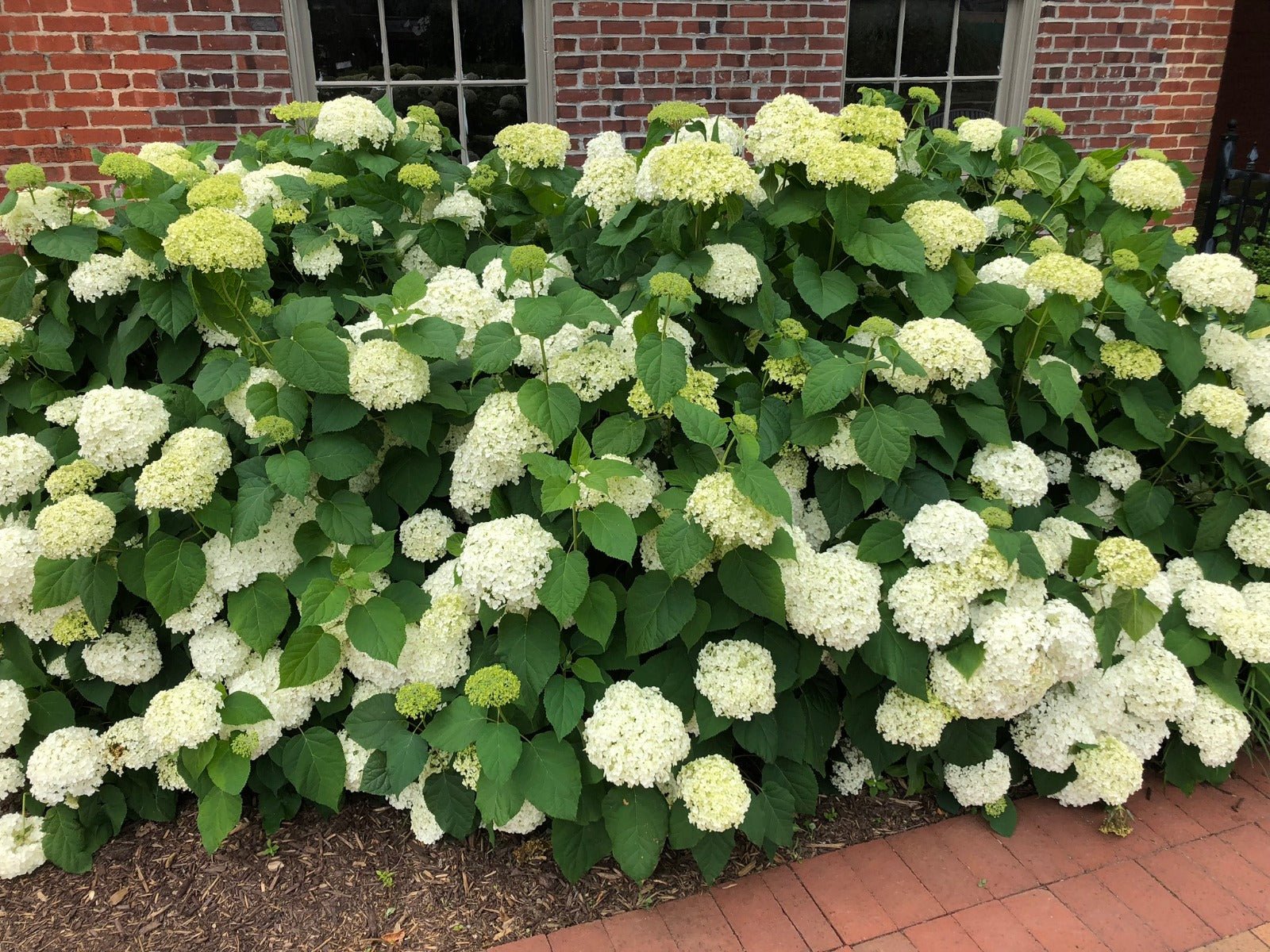 Smooth Hydrangea Annabelle (Hydrangea arborescens) - Ladybird Nursery