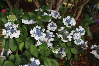 Bigleaf Hydrangea Libelle (Hydrangea macrophylla)