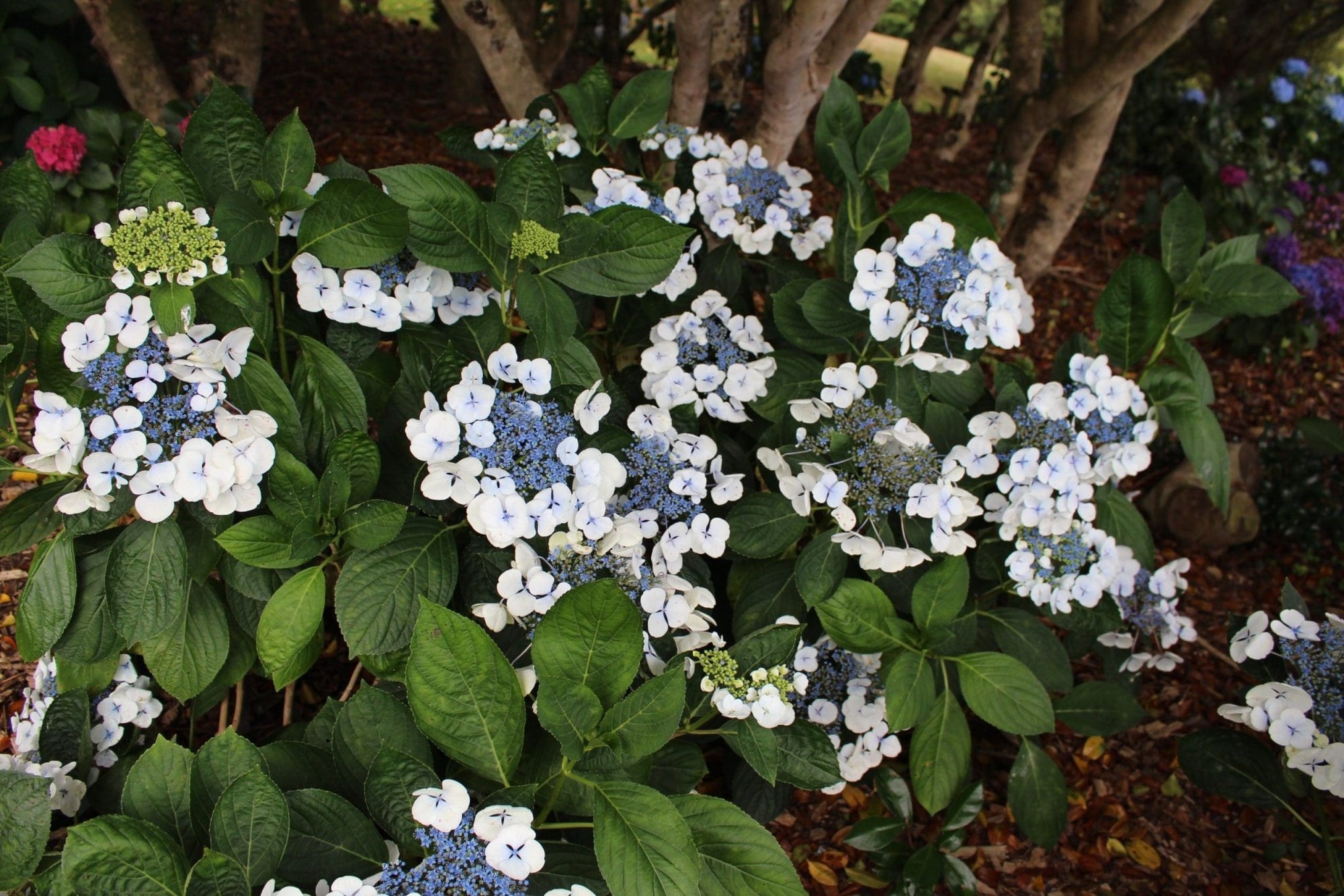 Bigleaf Hydrangea Libelle (Hydrangea macrophylla) - Ladybird Nursery