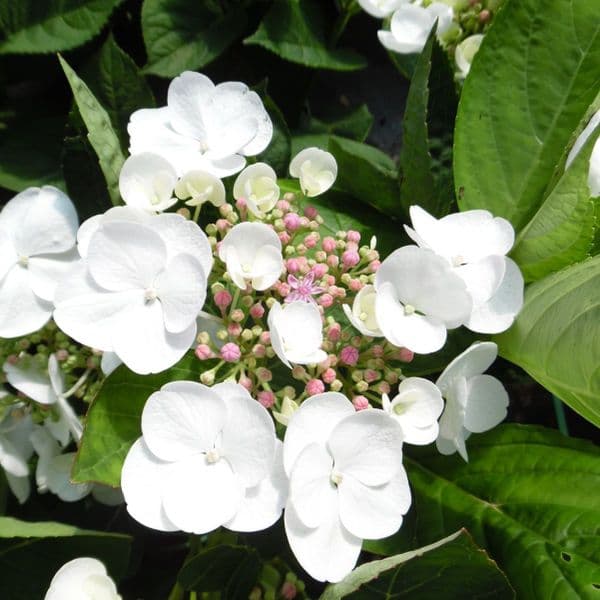 Bigleaf Hydrangea Libelle (Hydrangea macrophylla)