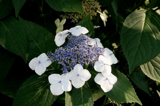 Bigleaf Hydrangea Tokyo Delight (Hydrangea macrophylla)