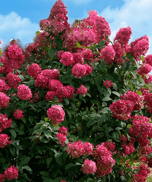 Hydrangea Diamond Rouge - Ladybird Nursery
