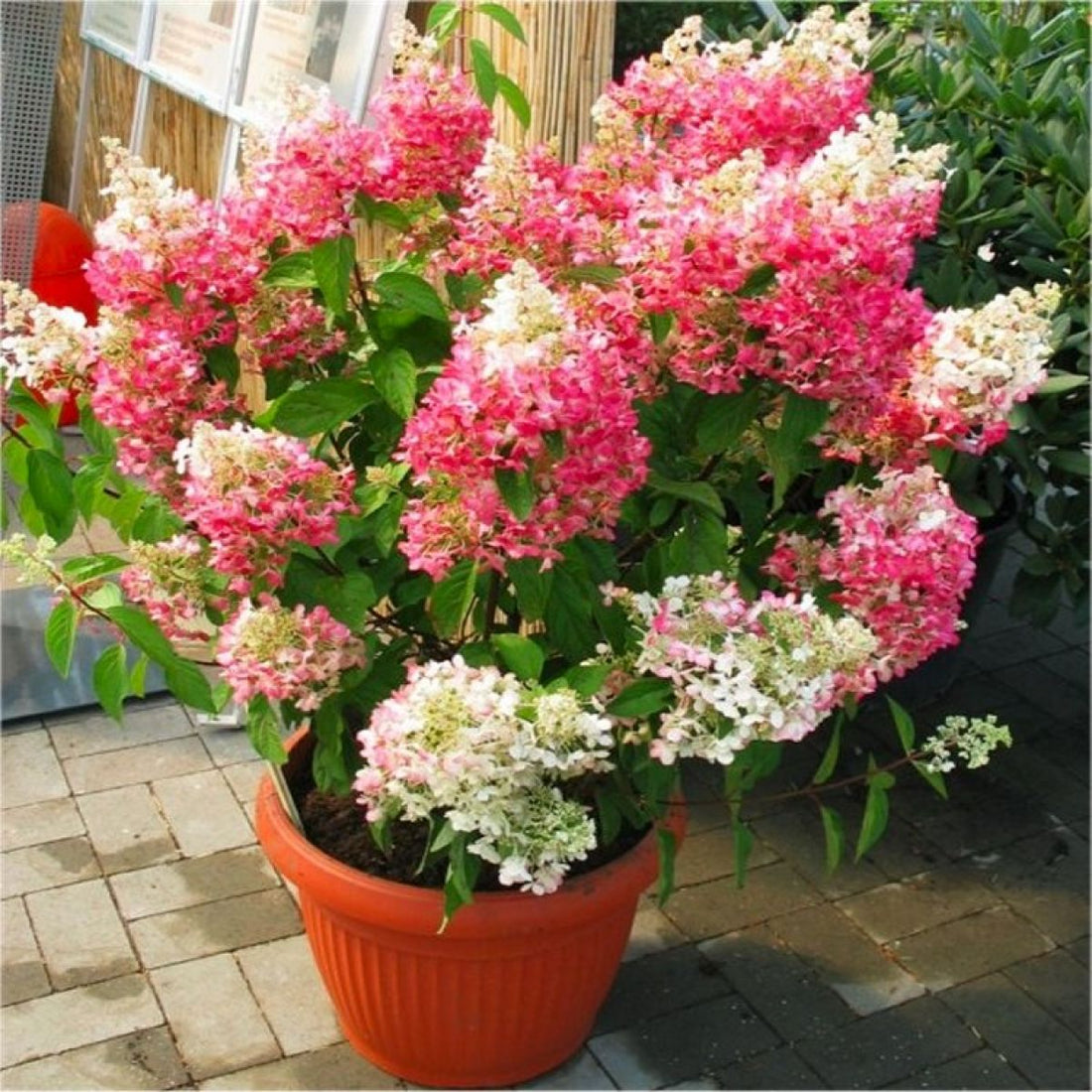 Hydrangea Diamond Rouge - Ladybird Nursery