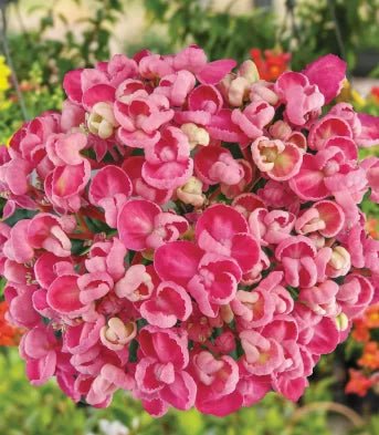 Hydrangea Popcorn Candy - Ladybird Nursery