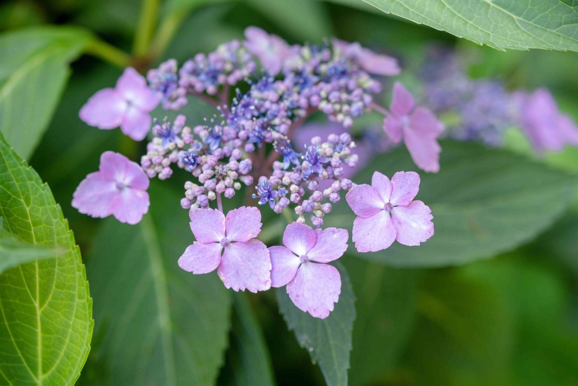 Hydrangea Oriental Lace (Hydrangea spp.) - Ladybird Nursery