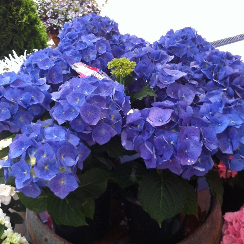 Hydrangea Tea Time Blue - Ladybird Nursery