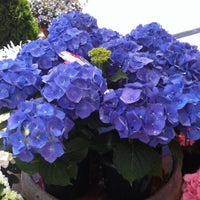Hydrangea Tea Time Blue - Ladybird Nursery