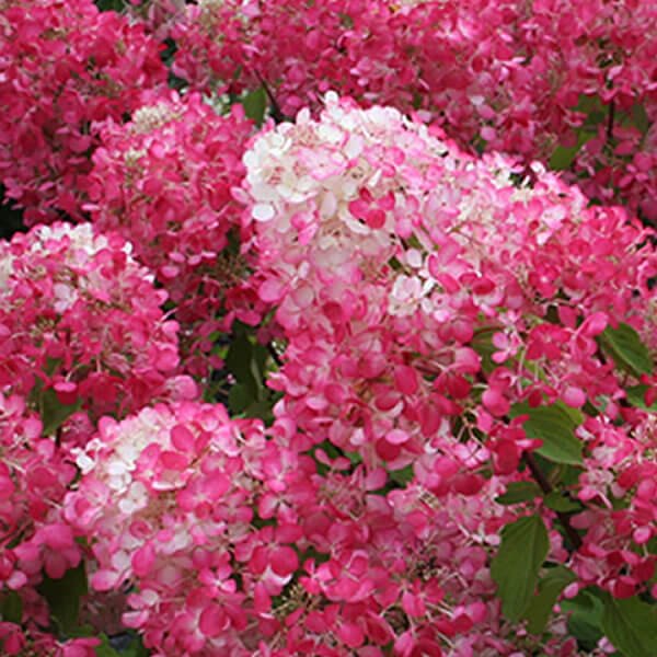Hydrangea Diamond Rouge - Ladybird Nursery