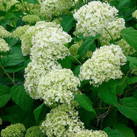 Smooth Hydrangea Annabelle (Hydrangea arborescens) - Ladybird Nursery
