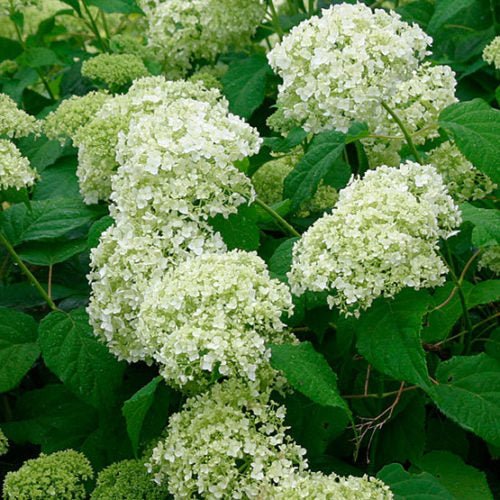 Smooth Hydrangea Annabelle (Hydrangea arborescens) - Ladybird Nursery