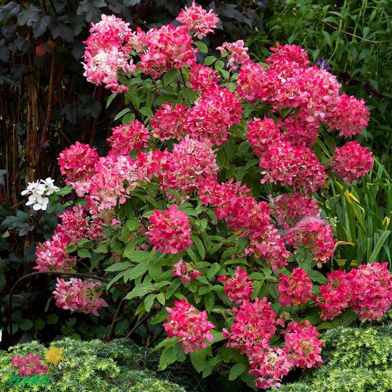 Hydrangea Diamond Rouge