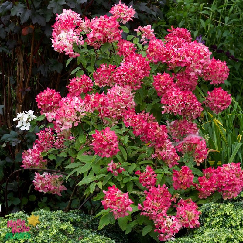 Hydrangea Diamond Rouge - Ladybird Nursery