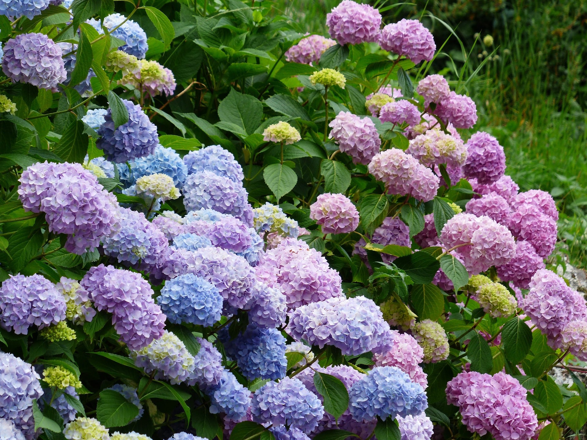 Bigleaf Hydrangea (Hydrangea macrophylla) - Ladybird Nursery