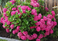 Hydrangea Assorted (Hydrangea spp.) - Ladybird Nursery