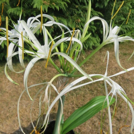 Spider Lily Green Tinge (Hymenocallis speciosa)