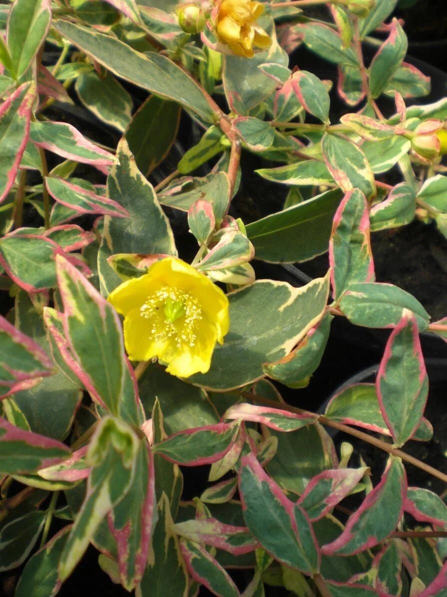 St. John's Wort Tricolour (Hypericum moserianum) - Ladybird Nursery