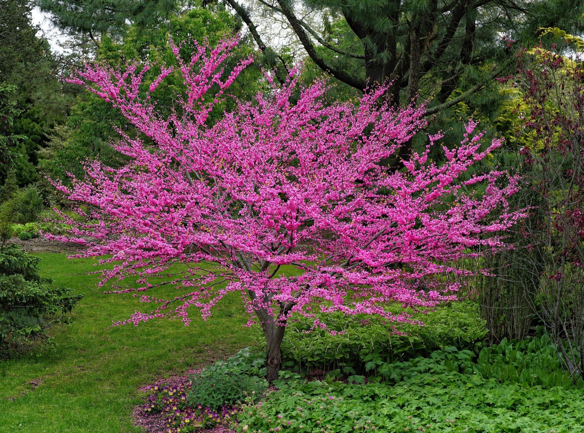 Eastern Redbud Aurea (Cercis canadensis)