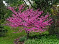 Eastern Redbud Aurea (Cercis canadensis) - Ladybird Nursery