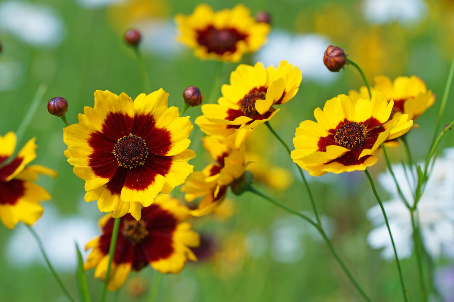 Tickseed (Coreopsis Pinwheel)