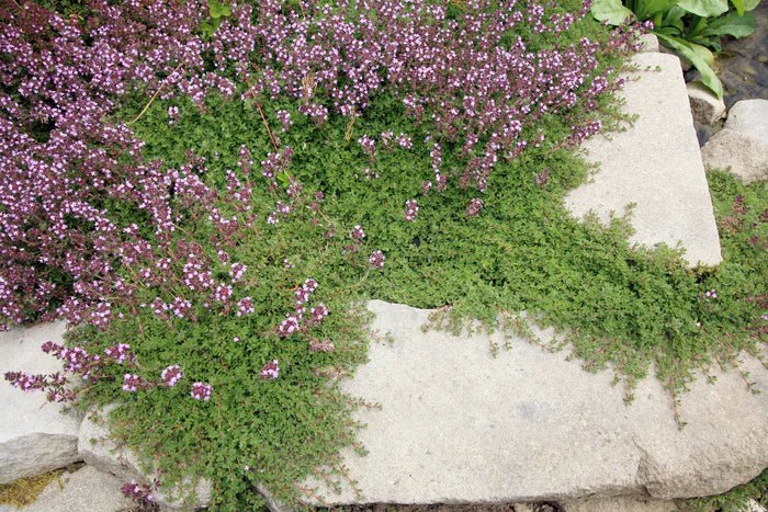 Thyme 'Creeping' (Thymus praecox) - Ladybird Nursery