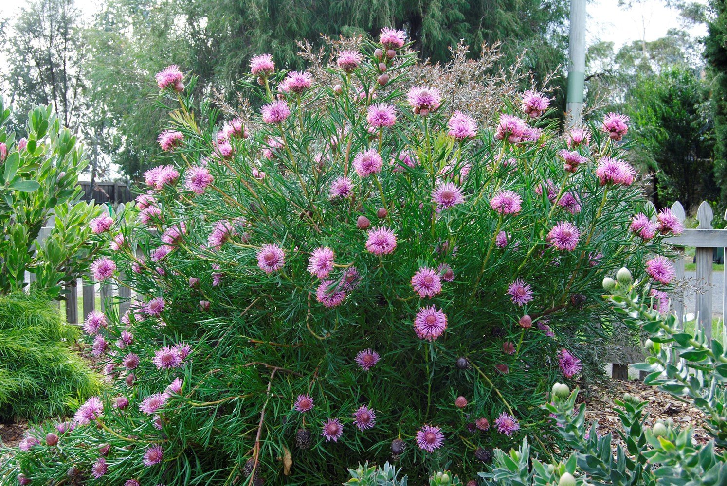Isopogon ‘Candy Cones’ - Ladybird Nursery