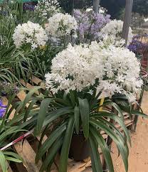 Agapanthus 'Ice Angel'