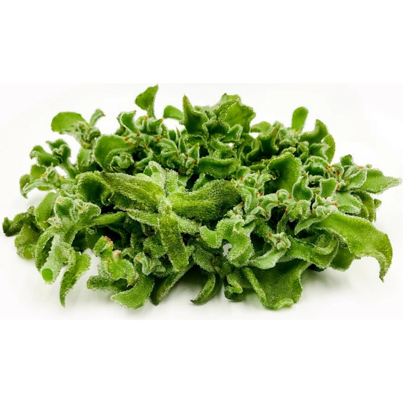 Ice Plant Assorted (Mesembryanthemum spp.)