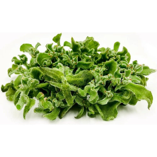 Ice Plant Assorted (Mesembryanthemum spp.) - Ladybird Nursery